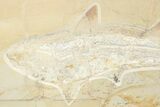 Cretaceous Lamniform Shark (Cretolamna) Fossil - Hjoula, Lebanon #237214-3